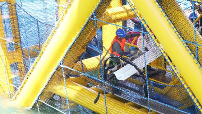 全國首個吸力筒基礎桁架式“風漁融合”型海洋牧場正式投產 全國首個吸力筒基礎桁架式“風(fēng)漁融(róng)合”型海洋牧場正式投產